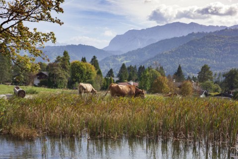 Wetterstein mountains with cows and pond in autumn, hiking trail Kramerplateauweg,