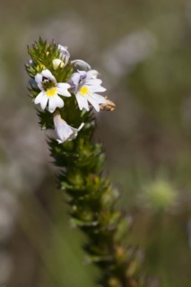 Close-up of a flower with white blossoms and green stem on a blurred natural background Eyebright