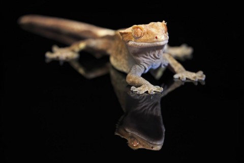 New Caledonian eyelash gecko (Correlophus ciliatus), adult, captive, New Caledonia, Oceania