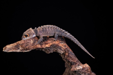 Red-eyed crocodile skink (Tribolonotus gracilis), adult, on tree, captive, New Guinea
