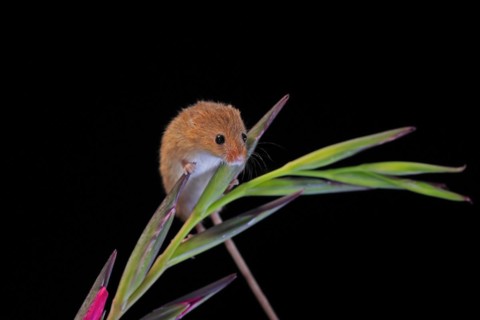 Eurasian harvest mouse (Micromys minutus), adult, on plant stem, flowering, foraging, at night,