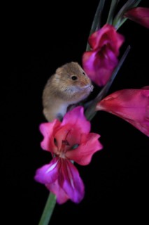 Eurasian harvest mouse (Micromys minutus), adult, on plant stem, flowering, foraging, at night,