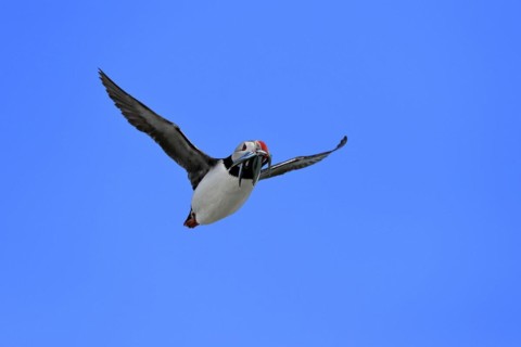 Puffin (Fratercula arctica), adult, flying, with sand eels, with food, Faroe Islands, England,