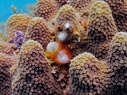 Several specimens of Christmas tree worm (Spirobranchus giganteus) on stony coral. Dive site John