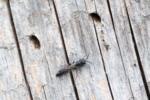 Potter's digger wasp (Trypoxylon figulus), in front of its nesting tunnel in dead wood, Harz