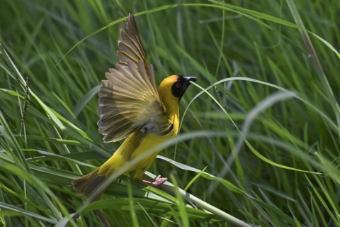 Southern masked weaver (Ploceus velatus) collecting nesting material, Madikwe Game Reserve, North