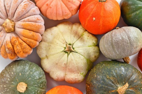 Top view of different pumpkin and squash mix