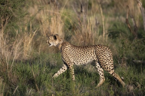 Cheetah (Acinonyx jubatus), Madikwe Game Reserve, North West Province, South Africa, RSA, Africa