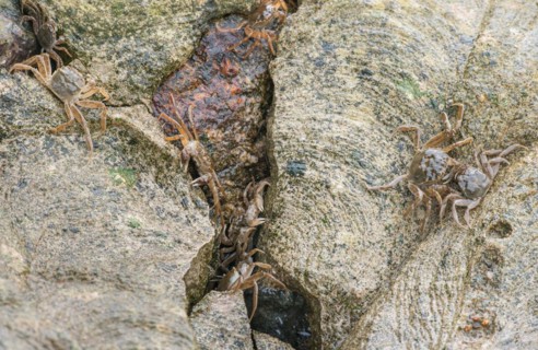 Many chinese mitten crab (Eriocheir sinensis), invasive species, neozoon, crabs, juveniles, hiding