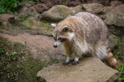 Raccoon in natural environment, close-up, portrait of the animal on Guadeloupe au Parc des