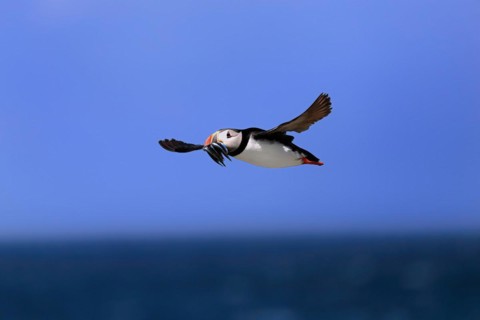 Puffin (Fratercula arctica), adult, flying, with sand eels, with food, Faroe Islands, England,