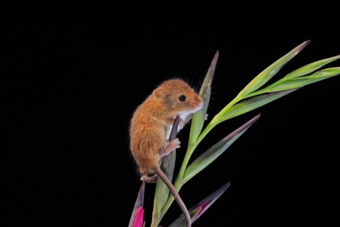 Eurasian harvest mouse (Micromys minutus), adult, on plant stem, flowering, foraging, at night,