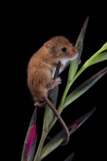 Eurasian harvest mouse (Micromys minutus), adult, on plant stem, flowering, foraging, at night,