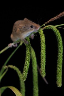 Eurasian harvest mouse (Micromys minutus), adult, on plant stalks, ears of corn, foraging, at