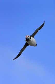 Puffin (Fratercula arctica), adult, flying, with sand eels, with food, Faroe Islands, England,