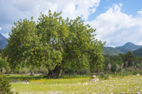 Holm oak (Quercus ilex) or holm oak, very old, solitary tree growing on a barren pasture with stony