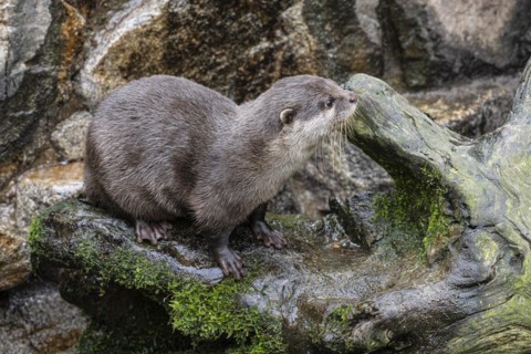 Dwarf otter, Asian oriental small-clawed otter (Aonyx cinerea), Heidelberg Zoo, Baden-Wuerttemberg,