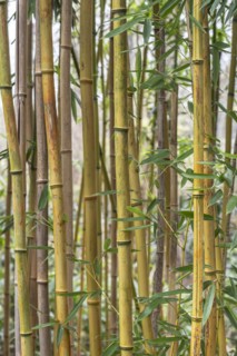 Bamboo (Phyllostachys), Baden-Wuerttemberg, Germany, Europe
