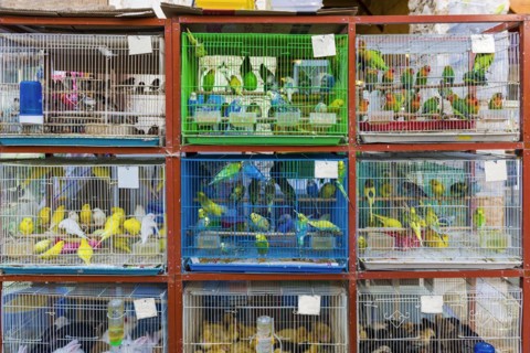 Budgerigars in cages at animal market in Doha, animal, bird, animal trade, trade, animal cruelty,