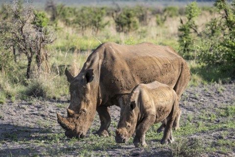 White rhinoceros (Ceratotherium simum) cow with baby, Madikwe Game Reserve, North West Province,
