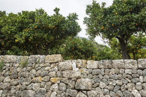 Citrus plantation and old stone wall, Fornalutx, Serra de Tramuntana, Majorca, Balearic Islands,