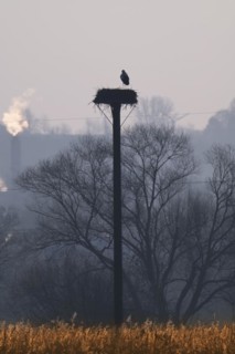 White stork (Ciconia ciconia), clapper stork, after its return from wintering, standing in its