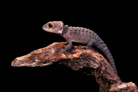 Red-eyed crocodile skink (Tribolonotus gracilis), adult, on tree, captive, New Guinea