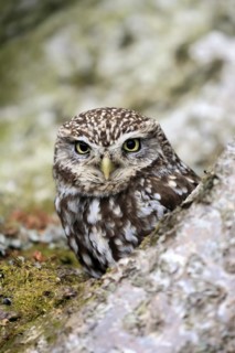 Little owl (Athene noctua), (Tyto alba), adult, on tree trunk, alert, portrait, Lowick,