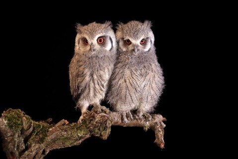 Southern white-faced owl (Ptilopsis granti), juvenile, two juveniles, siblings, at night, on guard,