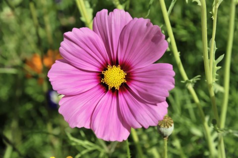 A shining pink flower (Cosmea bipinnata), Cosmea, in sunlight, close-up with green foliage in the