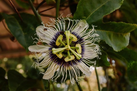 A detailed close-up of a white and purple passion flower in bloom among green leaves
