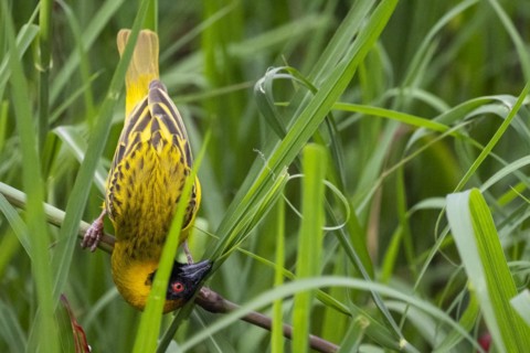 Southern masked weaver (Ploceus velatus) collecting nesting material, Madikwe Game Reserve, North