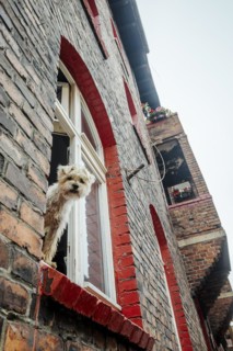 Cute hairy dog sticking out of the window in brick tenant house in Nikiszowiec, Katowice, southern