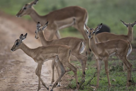 Black Heeler Antelope or Impala (Aepyceros melampus) herd with young, nursery, Madikwe Game