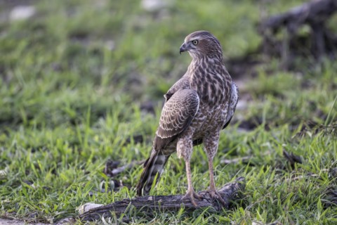 Silver Singing Goshawk, also known as pale chanting goshawk (Melierax canorus) juvenile, Madikwe
