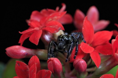 Tan jumping spider (Platycryptus undatus), adult, on leaf, North America, captive