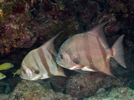 Two specimens of Atlantic spadefish (Chaetodipterus faber), Amber Jack dive site, Destin,