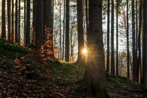 Rays of sunlight penetrate the tranquil forest and create a peaceful, natural ambience, Gelpe,