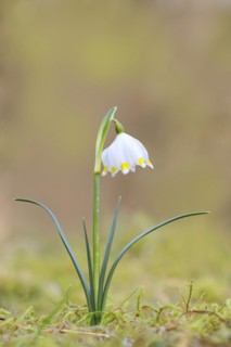 Spring snowdrop (Leucojum vernum), March snowdrop, March bell, large snowdrop. Amaryllis family