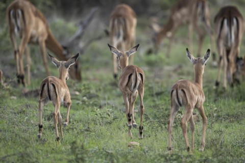 Black Heeler Antelope or Impala (Aepyceros melampus) herd with young, nursery, Madikwe Game