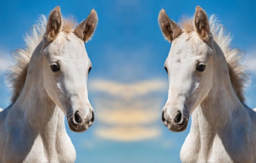 KI generated, Two white foals, portrait, blue sky, horses, grey foals, montage