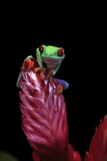 Red-eyed tree frog (Agalychnis callidryas), adult, on bromeliad, captive, Central America