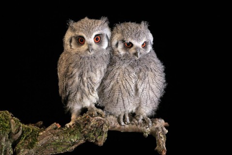 Southern white-faced owl (Ptilopsis granti), juvenile, two juveniles, siblings, at night, on guard,