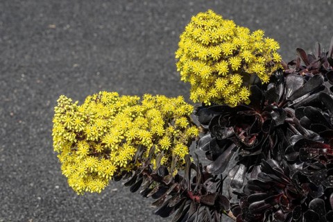 Tree aeonium (Aeonium arboreum), Lanzarote, Canary Islands, Spain, Europe