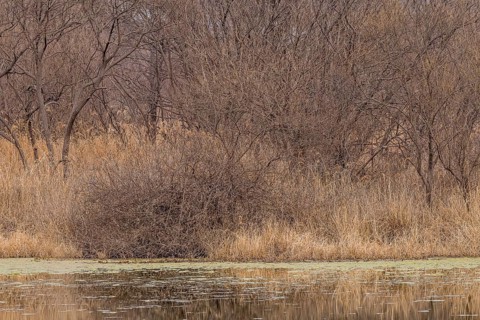 Bare trees and lily pads on a body of water creating a serene outdoor scene, in South Korea