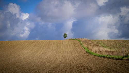 Lone tree in a bare field under a cloudy sky, Windrather Tal, Velbert-Langenberg, Mettmann,