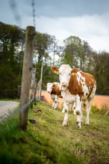 Several cows next to a fence looking towards the camera, Wuelfrath, Mettmann, North