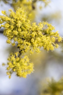Cornelian cherry (Cornus mas), Speyer, Rhineland-Palatinate, Germany, Europe