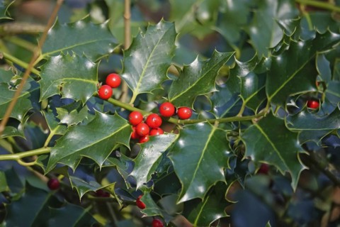 Holly (Ilex aquifolium), March, Germany, Europe