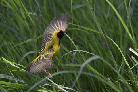 Southern masked weaver (Ploceus velatus) collecting nesting material, Madikwe Game Reserve, North